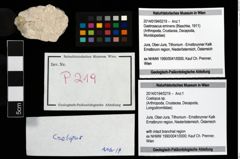 Foto (Objekt + Etikett) von Coelopus sp.  (NHMW-GEO-2014-0194-0219)